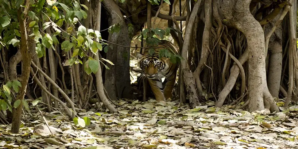 tiger in jungle tiger in jungle