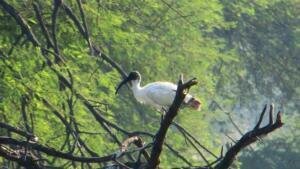 Sur Sarovar Bird Sanctuary