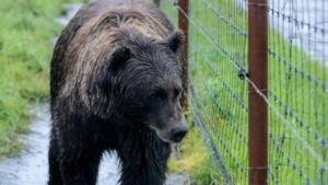 wildlife sos bear sanctuary agra